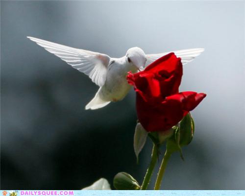 albino_hummingbird